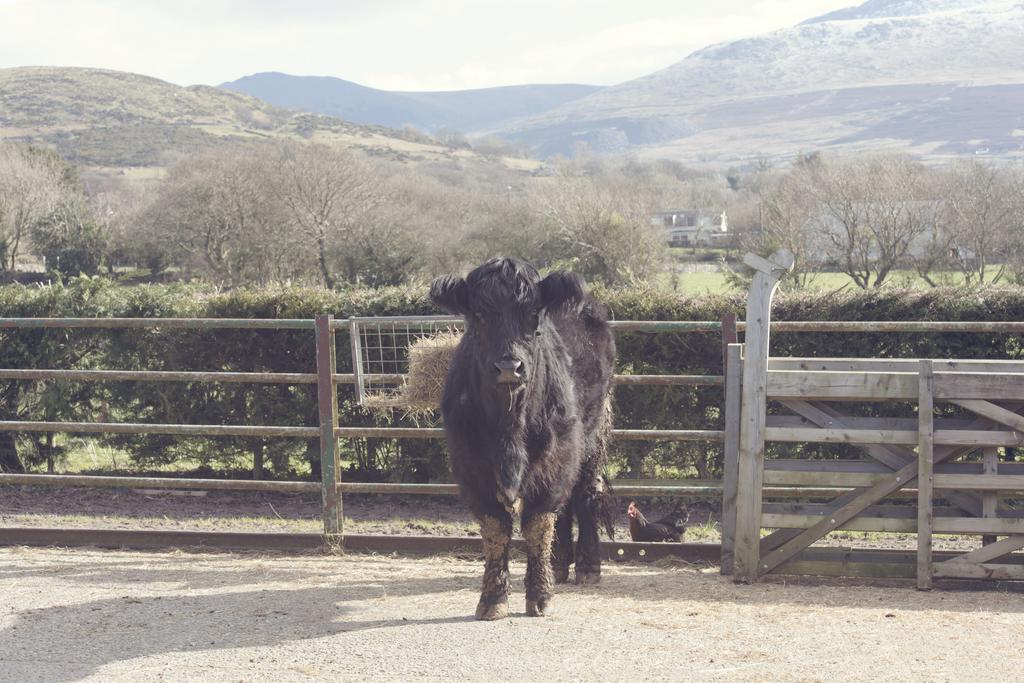 Вилла Tyddyn Perthi Farm Лланберис Экстерьер фото